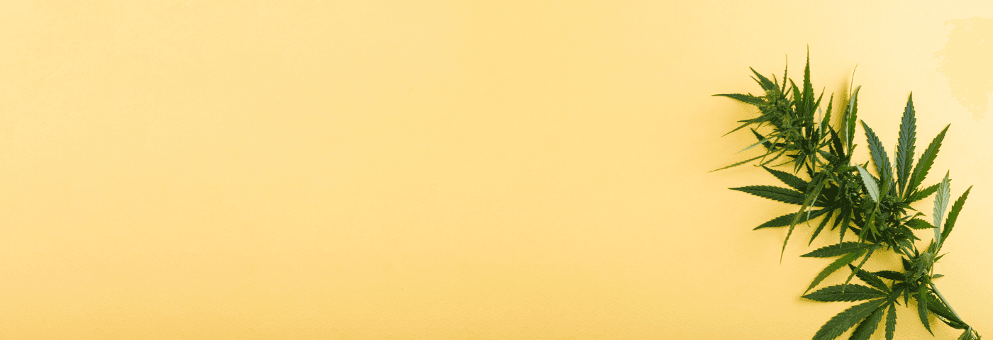 grüner Cannabis Zweig auf gelbem Hintergrund