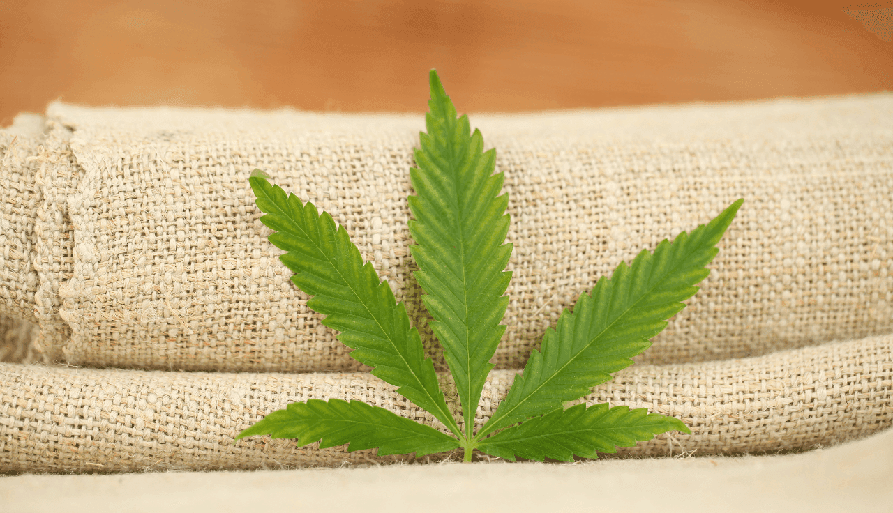 grünes Cannabis Blatt vor Leinen Tuch