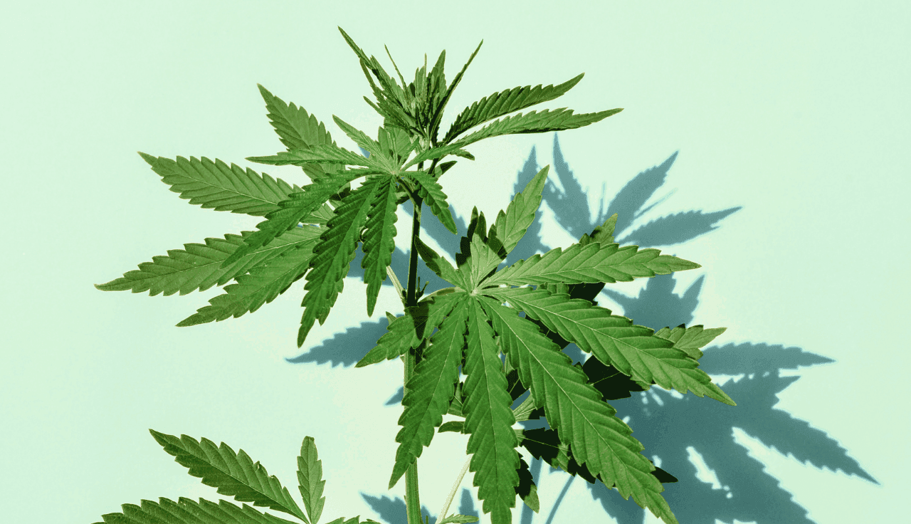 grĂĽne Cannabis Pflanze